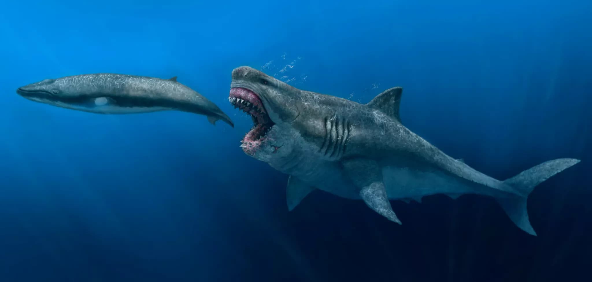 Le mégalodon existe-t-il encore ? Ce que dit vraiment la science en 2026