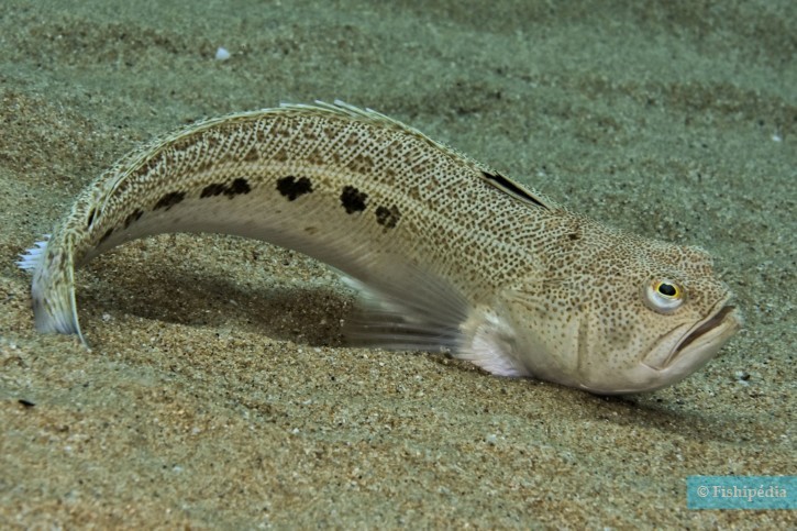 La vive : Poisson venimeux qui se cache sous le sable de vos plages